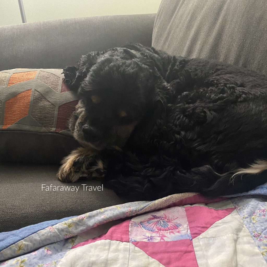 Burger, our 9 year old Cocker Spaniel